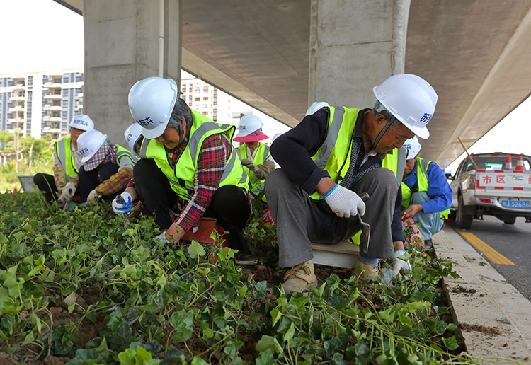8、東環(huán)路高架下常春藤種植中.JPG